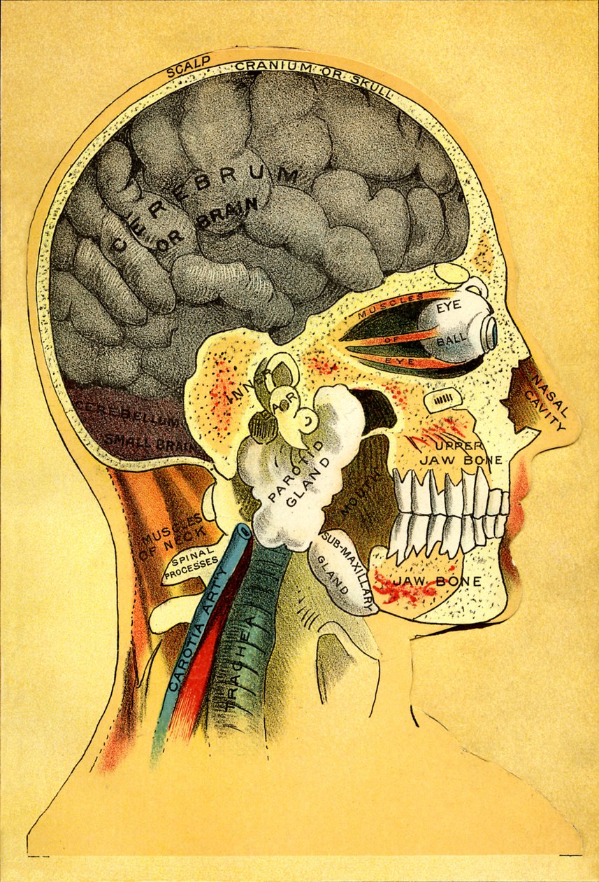 Anatomische Tafel, der Kopf 1905 von Unbekannt
