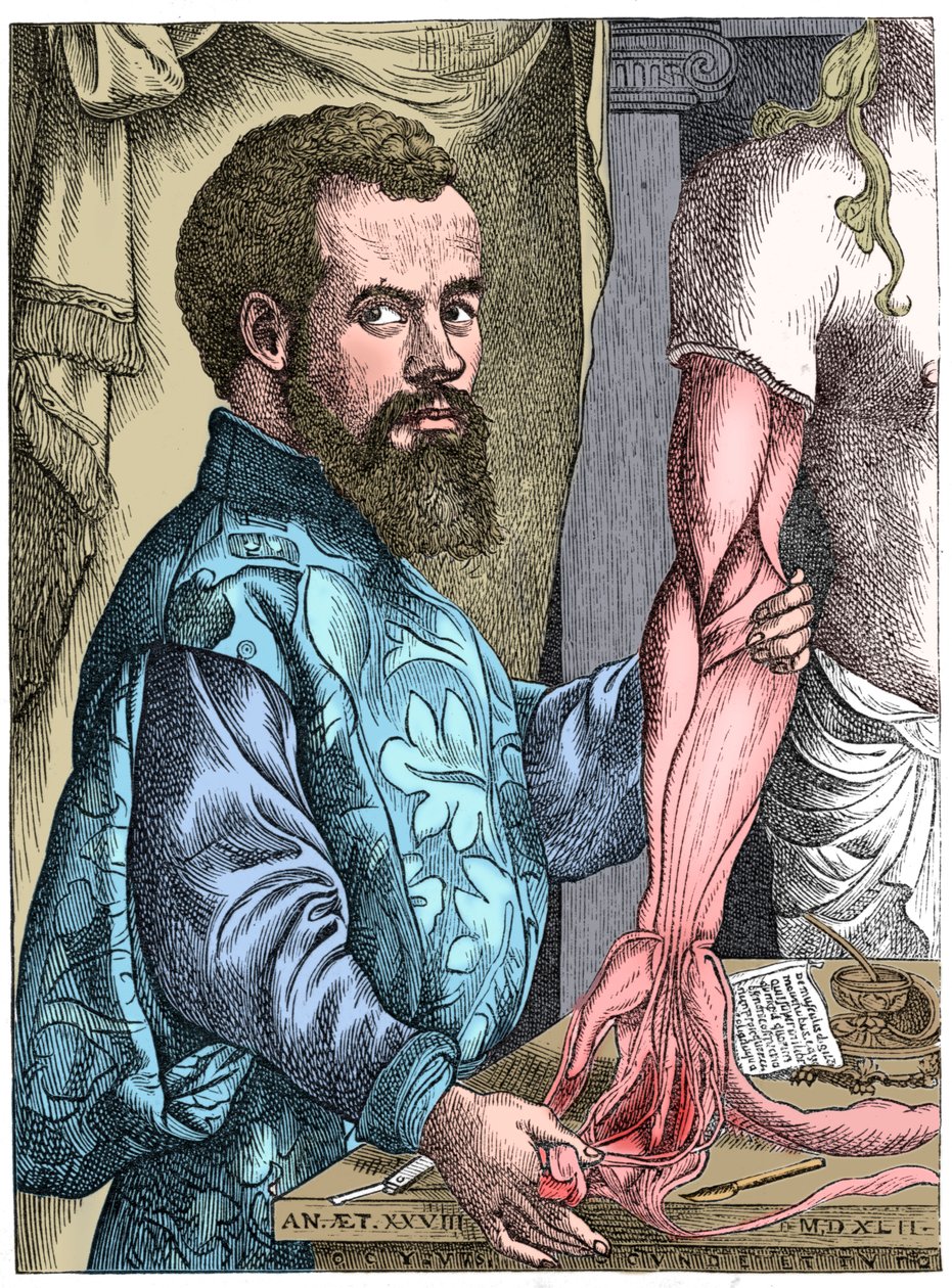 Andreas Vesalius, flämischer Anatom des 16. Jahrhunderts von Unbekannt