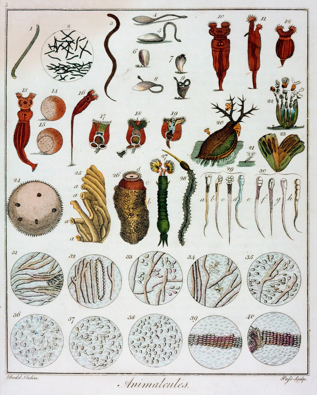 Tierchen beobachtet von Anton van Leeuwenhoek, um 1795 von Unbekannt