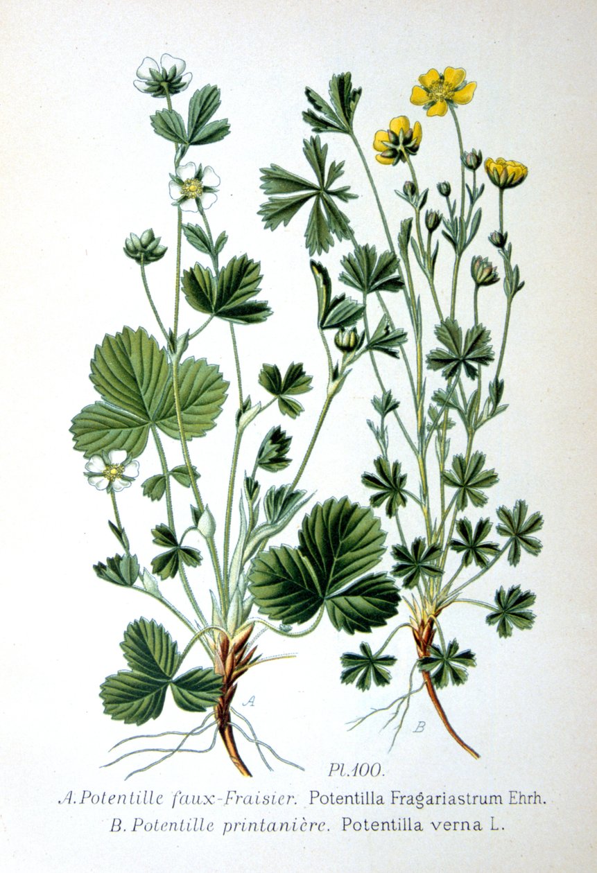 Scheinerdbeere und Frühlings-Fingerkraut, 1893 von Unbekannt