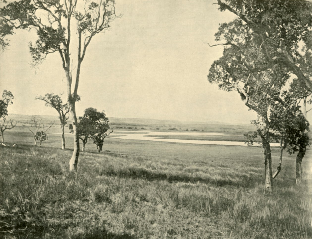 Black Swan Lagoon, nahe Warwick, Queensland, 1901 von Unbekannt
