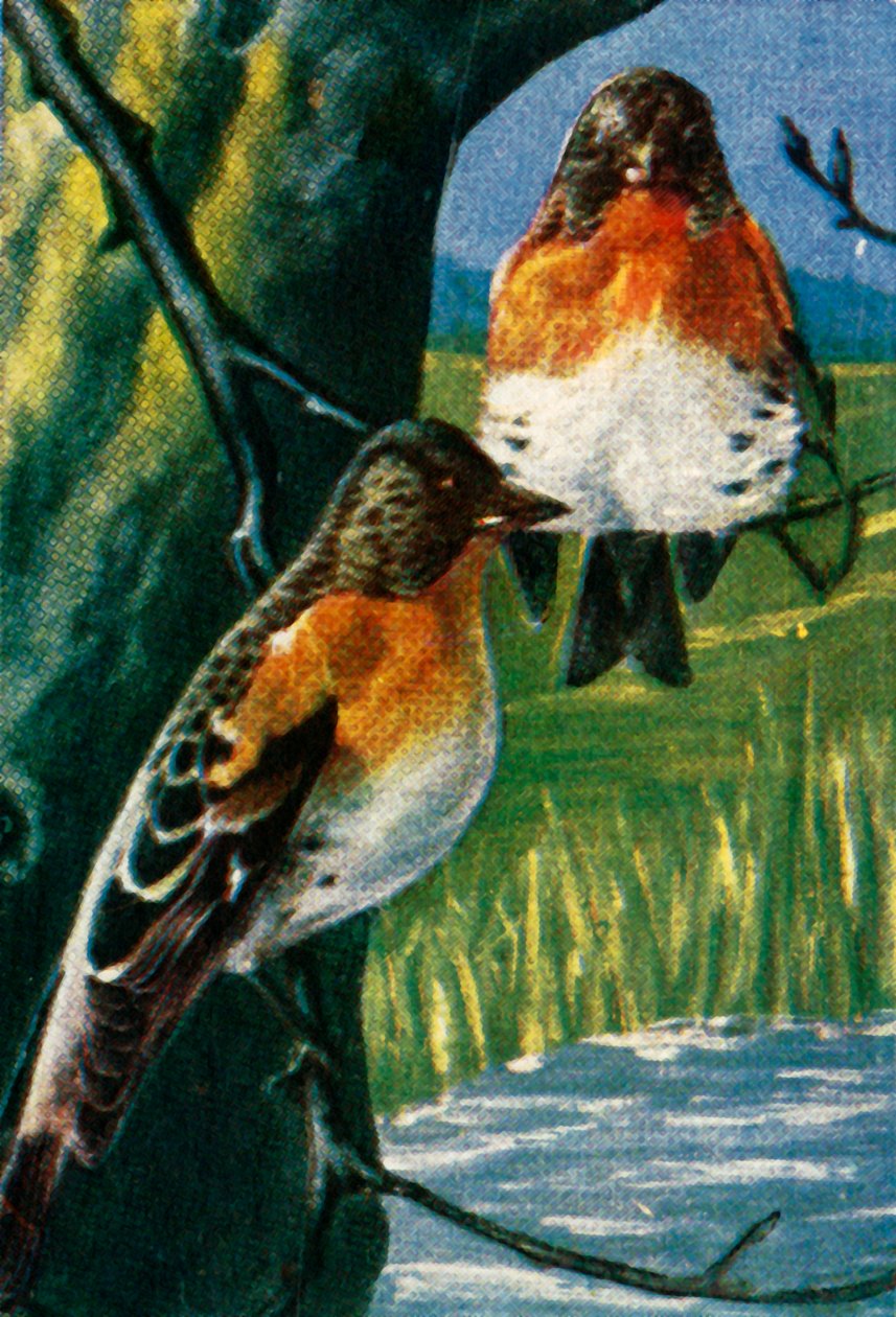 Bergfinken, ca. 1928 von Unbekannt