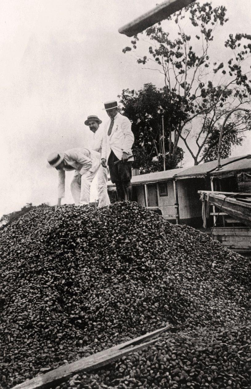 Paranüsse aus dem Amazonas-Tal, um 1900er von Unbekannt