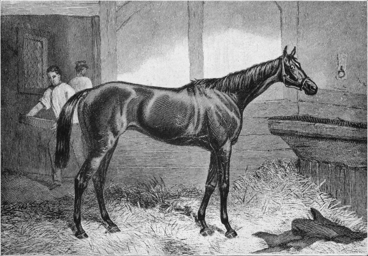 Braune Herzogin, 19. Jahrhundert, 1911 von Unbekannt