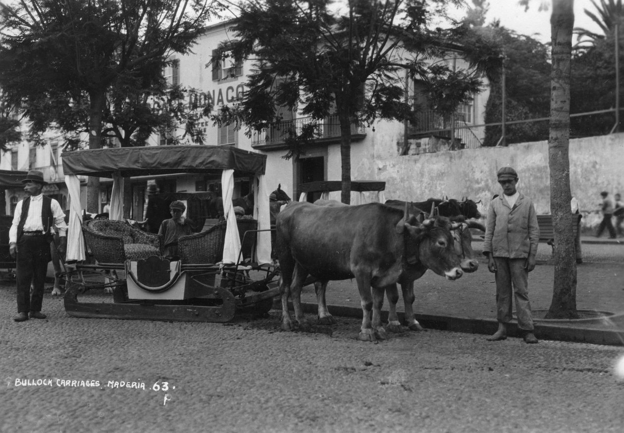 Ochsenkarren, Madeira, Portugal, ca. 1920er-1930er Jahre von Unbekannt