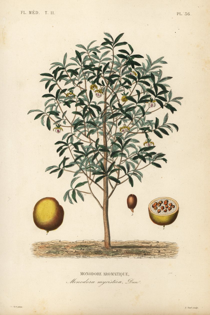 Kalabassenmuskat, Monodora myristica von Unbekannt