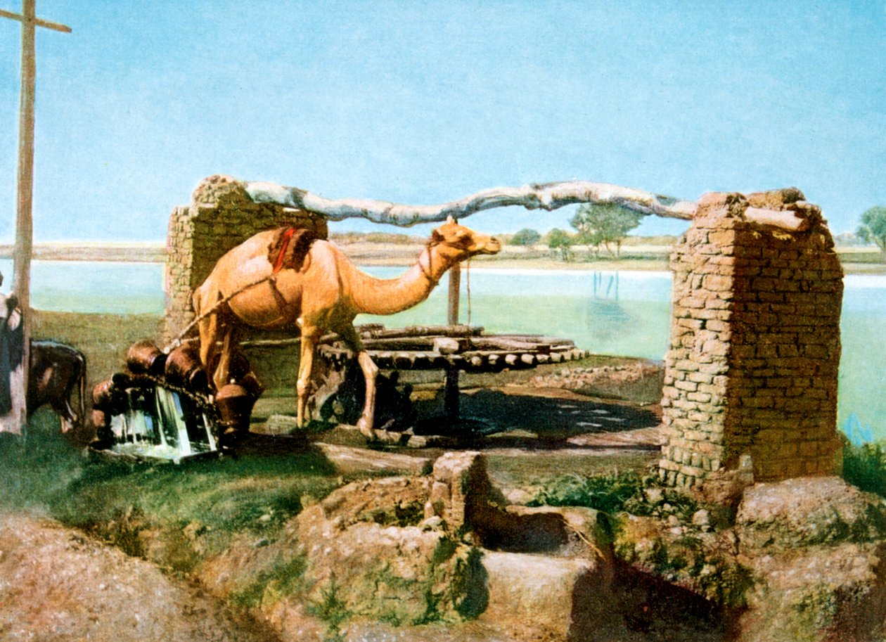 Kamel und Schaduf, Luxor, Ägypten von Unbekannt