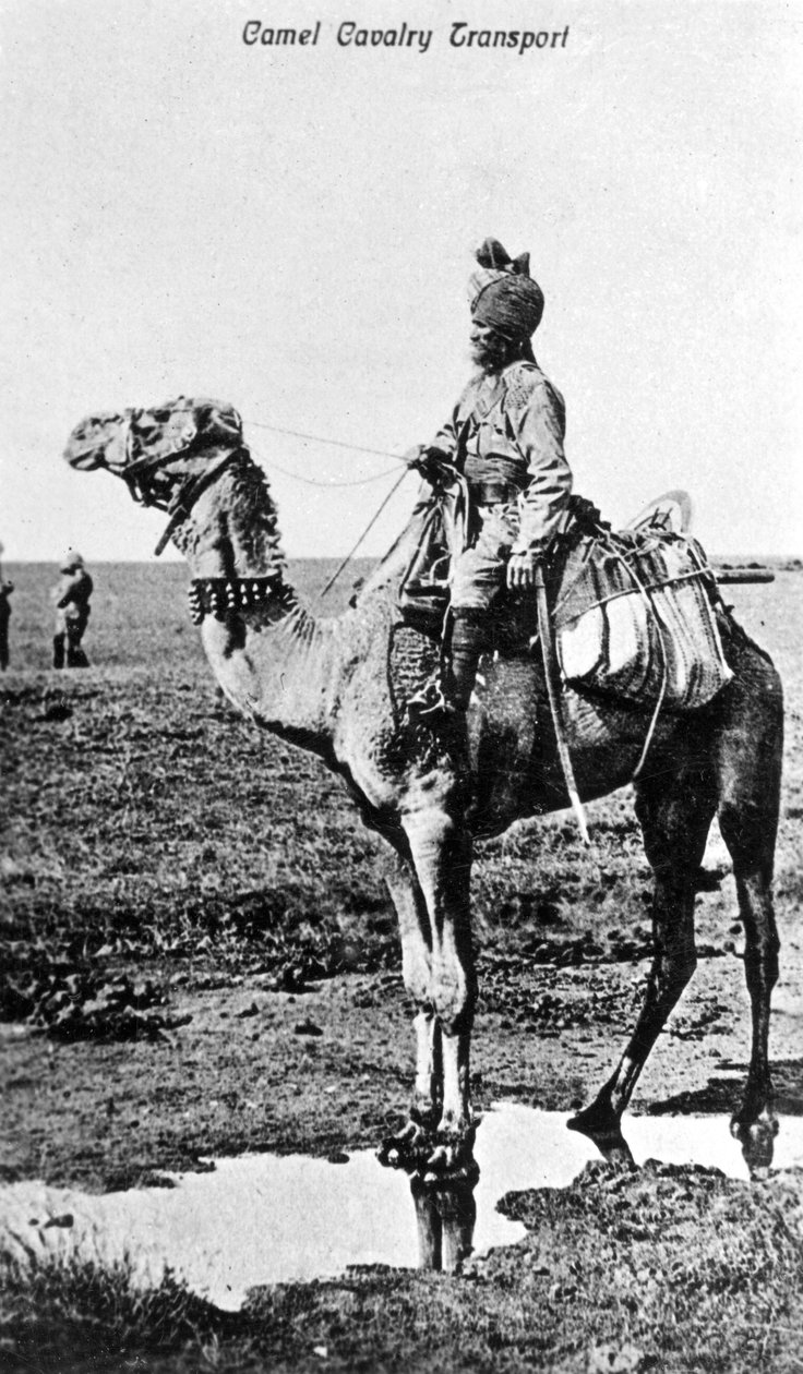 Kamelkavallerie-Transport, Indien, 20. Jahrhundert von Unbekannt