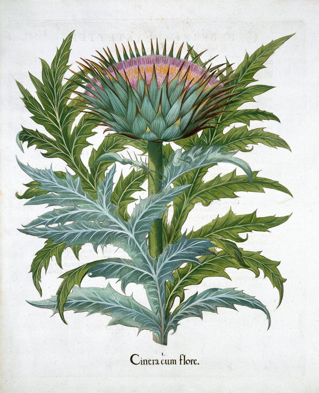 Cardoon, 1613 von Unbekannt
