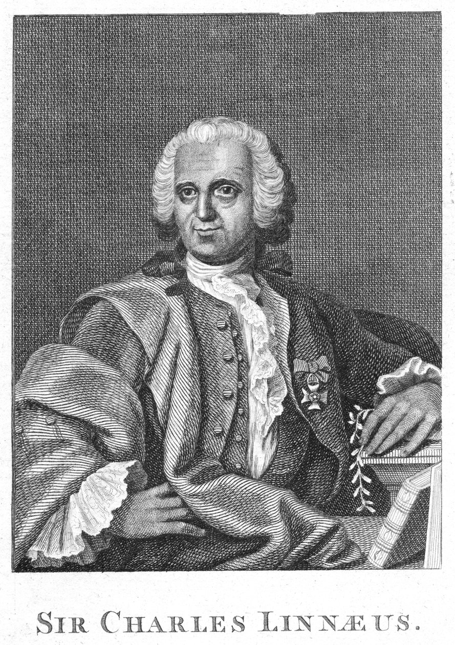 Carolus Linnaeus, schwedischer Naturforscher des 18. Jahrhunderts von Unbekannt