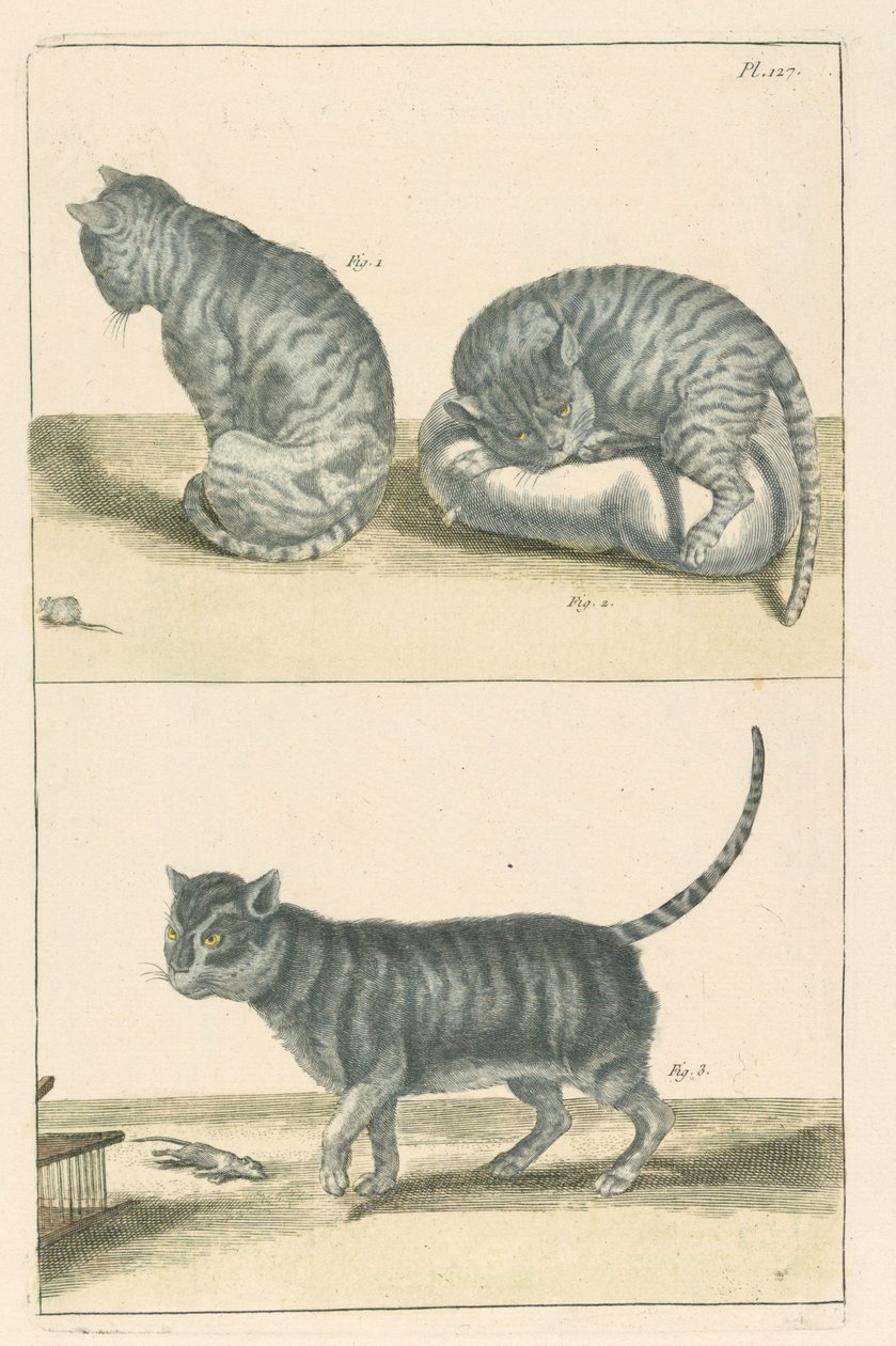 Katzen von Unbekannt