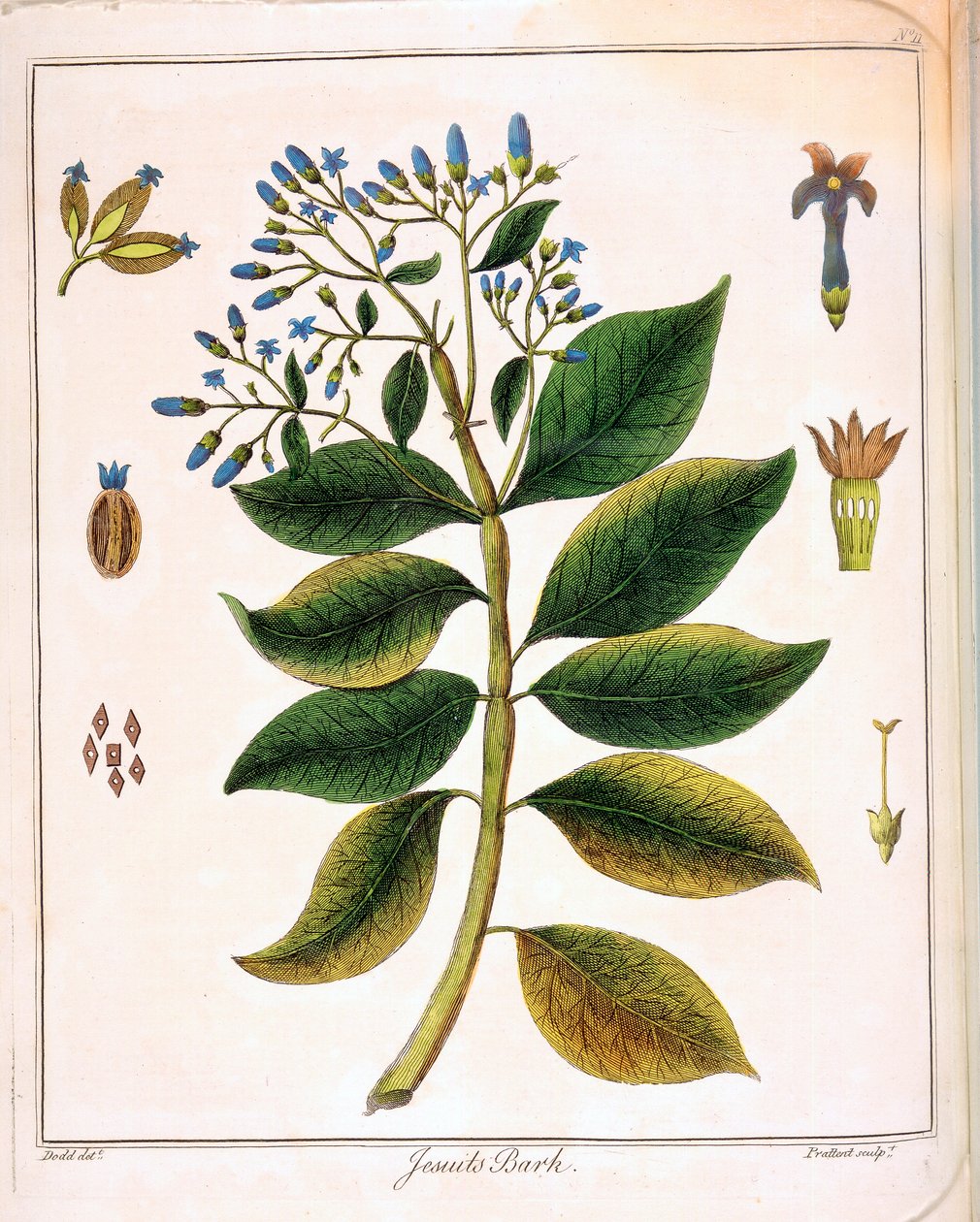 Chinarinde der Jesuiten oder peruanische Rinde, 1795 von Unbekannt