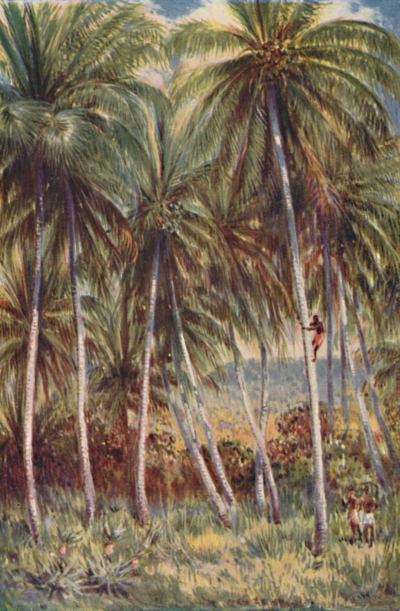 Kokospalmen in Nord-Queensland von Unbekannt