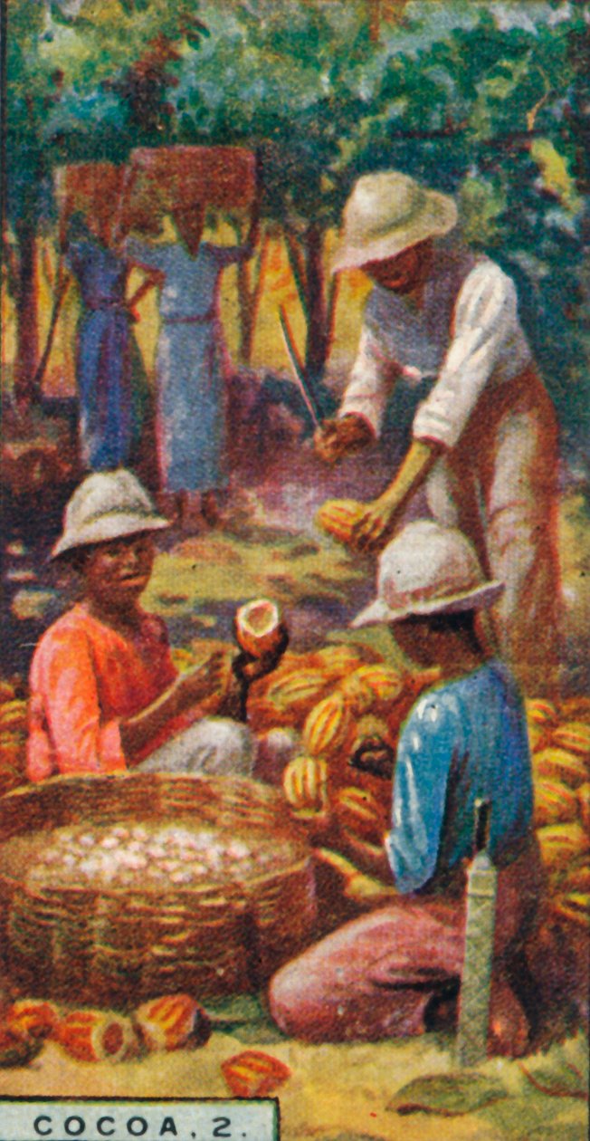 Kakao, 2. - Öffnen der Schoten, Trinidad, 1928 von Unbekannt