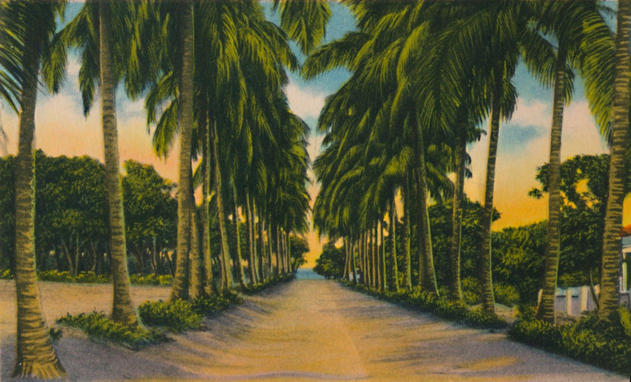 Kokosnussallee, Barranquilla, ca. 1940er von Unbekannt