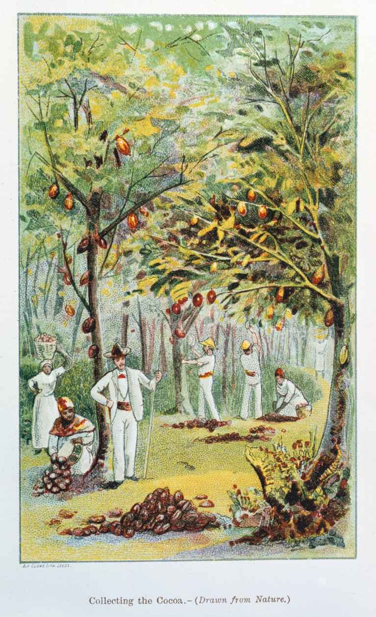 Kakaosammlung, Venezuela, 1892 von Unbekannt