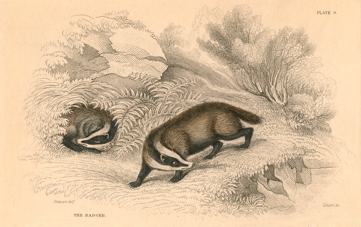 Gemeiner oder Eurasischer Dachs Meles meles, 1828 von Unbekannt