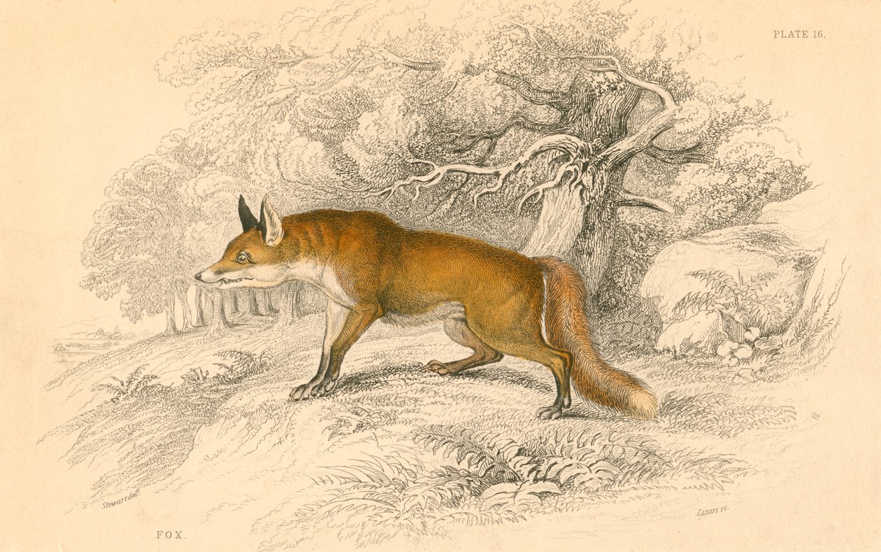 Gemeiner oder Rotfuchs Vulpes vulpes, 1828 von Unbekannt