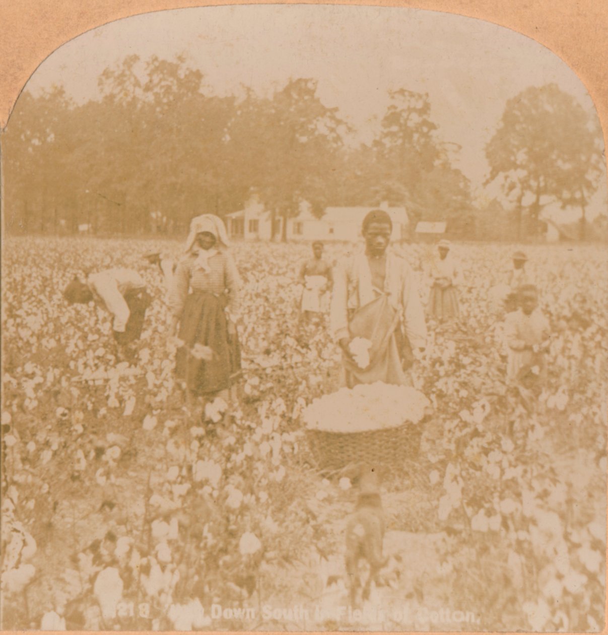 Baumwollernte, um 1900 von Unbekannt