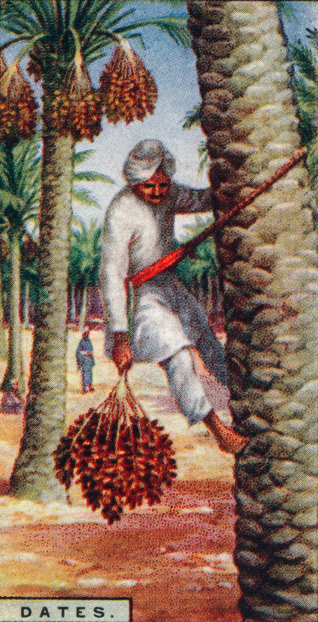 Datteln - Ernte der Früchte, Nordafrika, 1928 von Unbekannt
