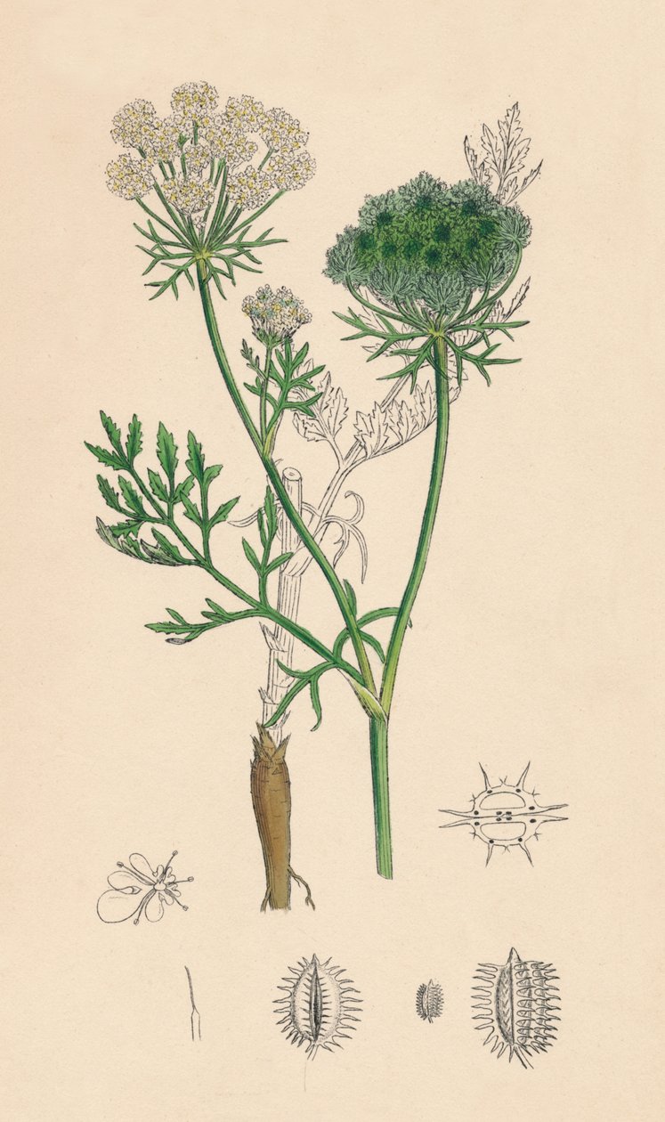 Daucus Carota. Wilde Möhre, 19. Jahrhundert von Unbekannt