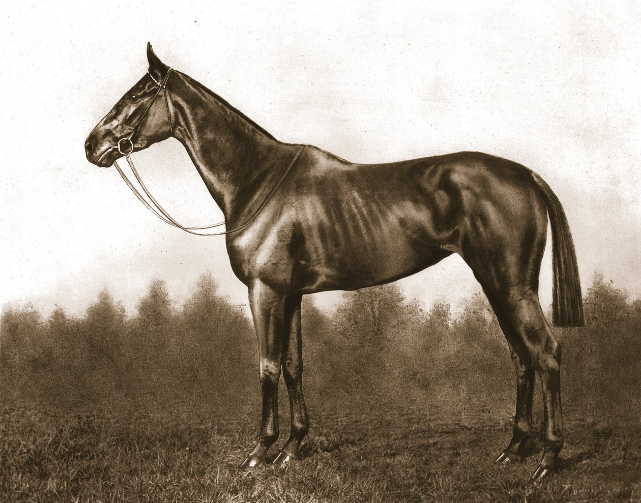 Züchtig, 1911 von Unbekannt
