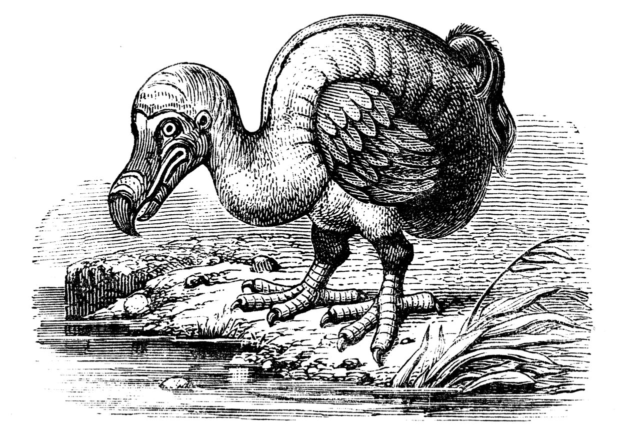 Dodo, 1884 von Unbekannt