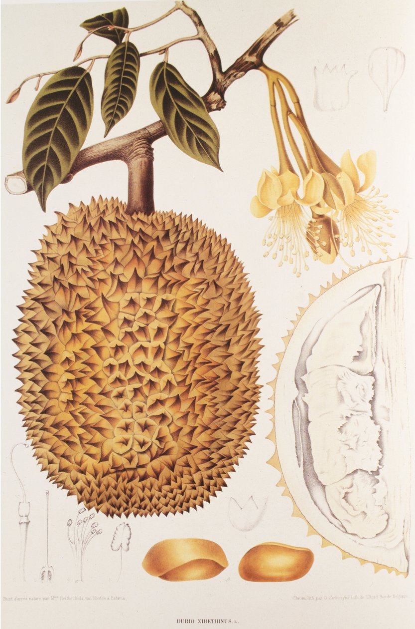Durio zibethinus/Durian von Unbekannt