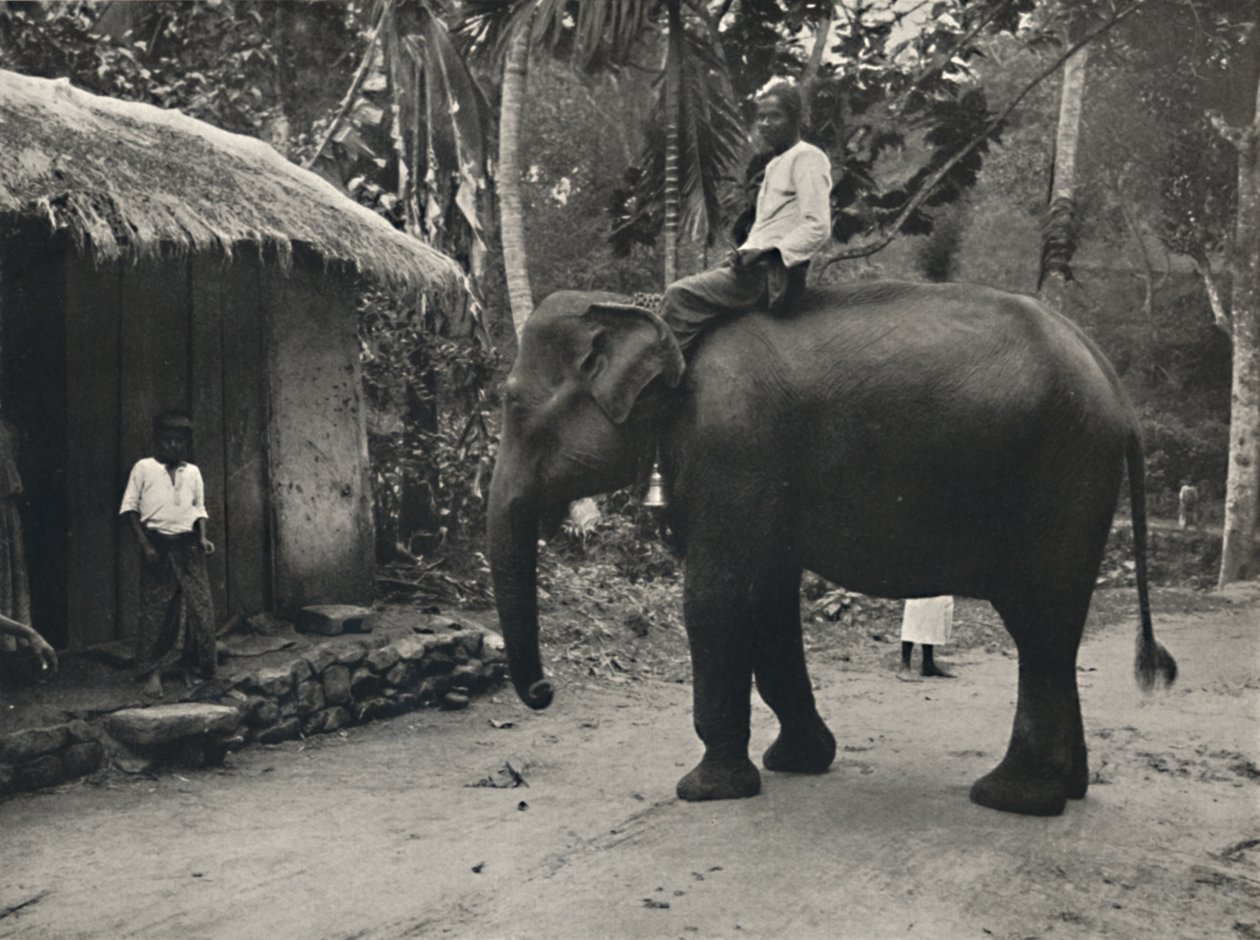 Elefant auf einem Weg bei Kandy, 1926 von Unbekannt