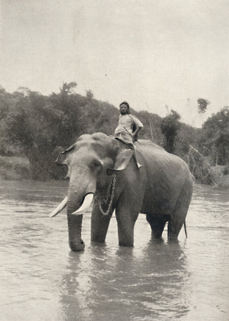Elefant mit Kornak in der Mahavaliganga, 1926 von Unbekannt