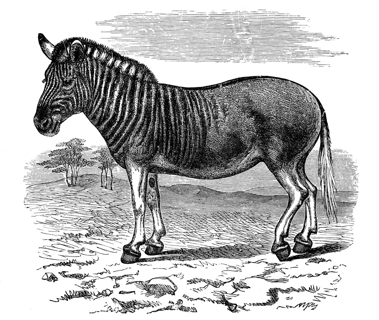 Gravur eines Quagga, 1893 von Unbekannt