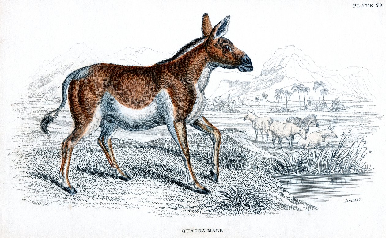 Gravur eines Quagga von Unbekannt
