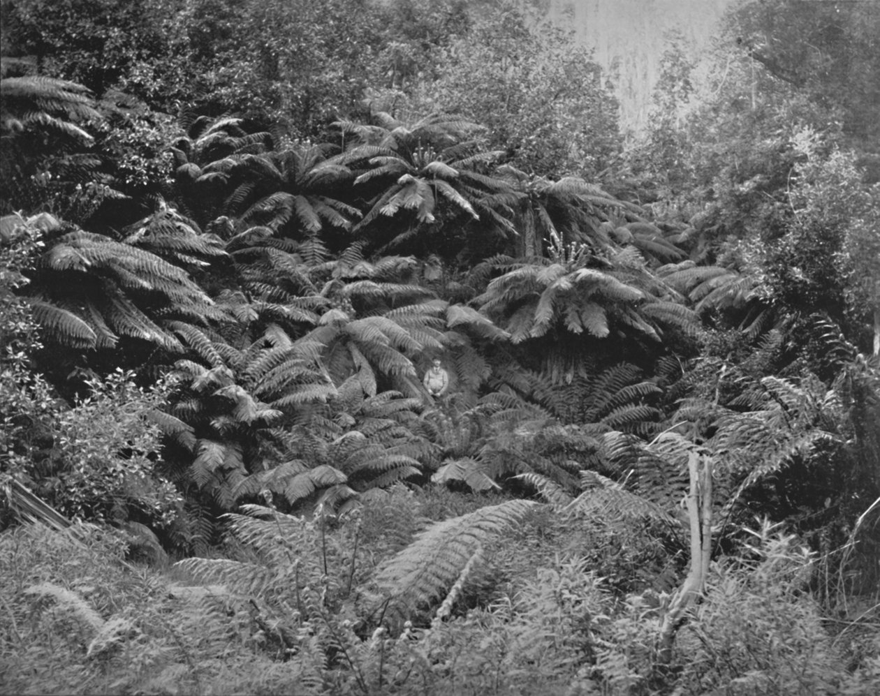 Farnbaumtal, unter dem Mount Wellington, 19. Jahrhundert von Unbekannt