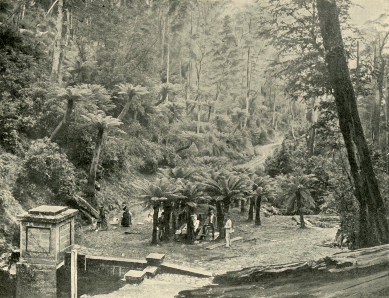Farnbaum und Weg, Mount Wellington, 1901 von Unbekannt