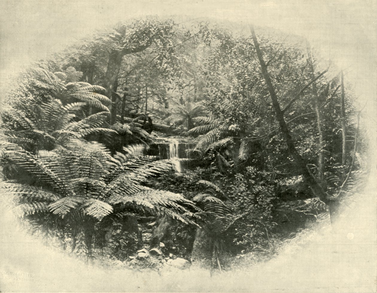 Fern Tree Gully, Tasmanien, 1901 von Unbekannt