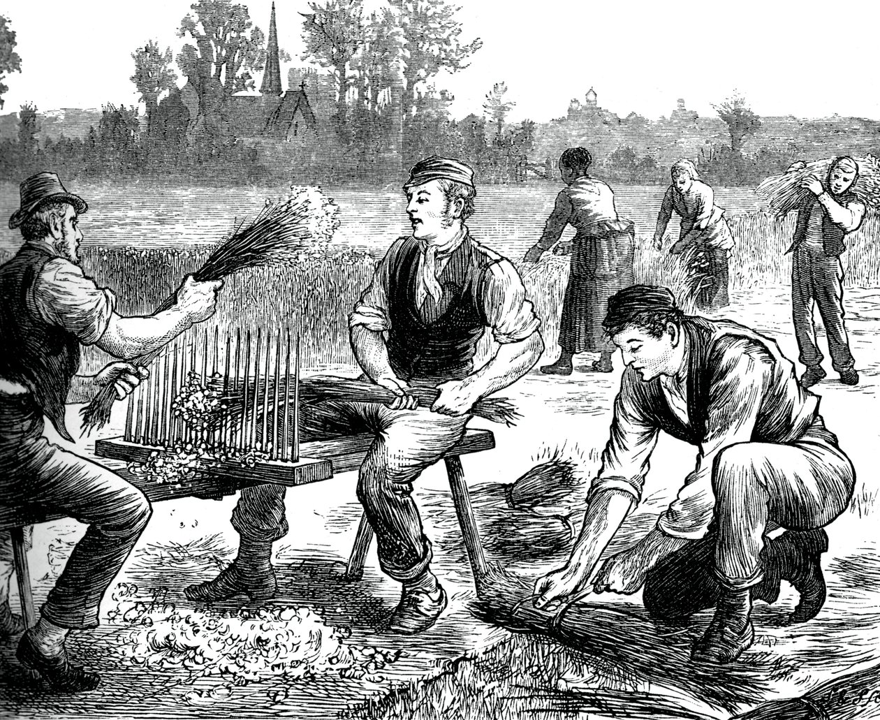 Flachsreißen, um 1880 von Unbekannt