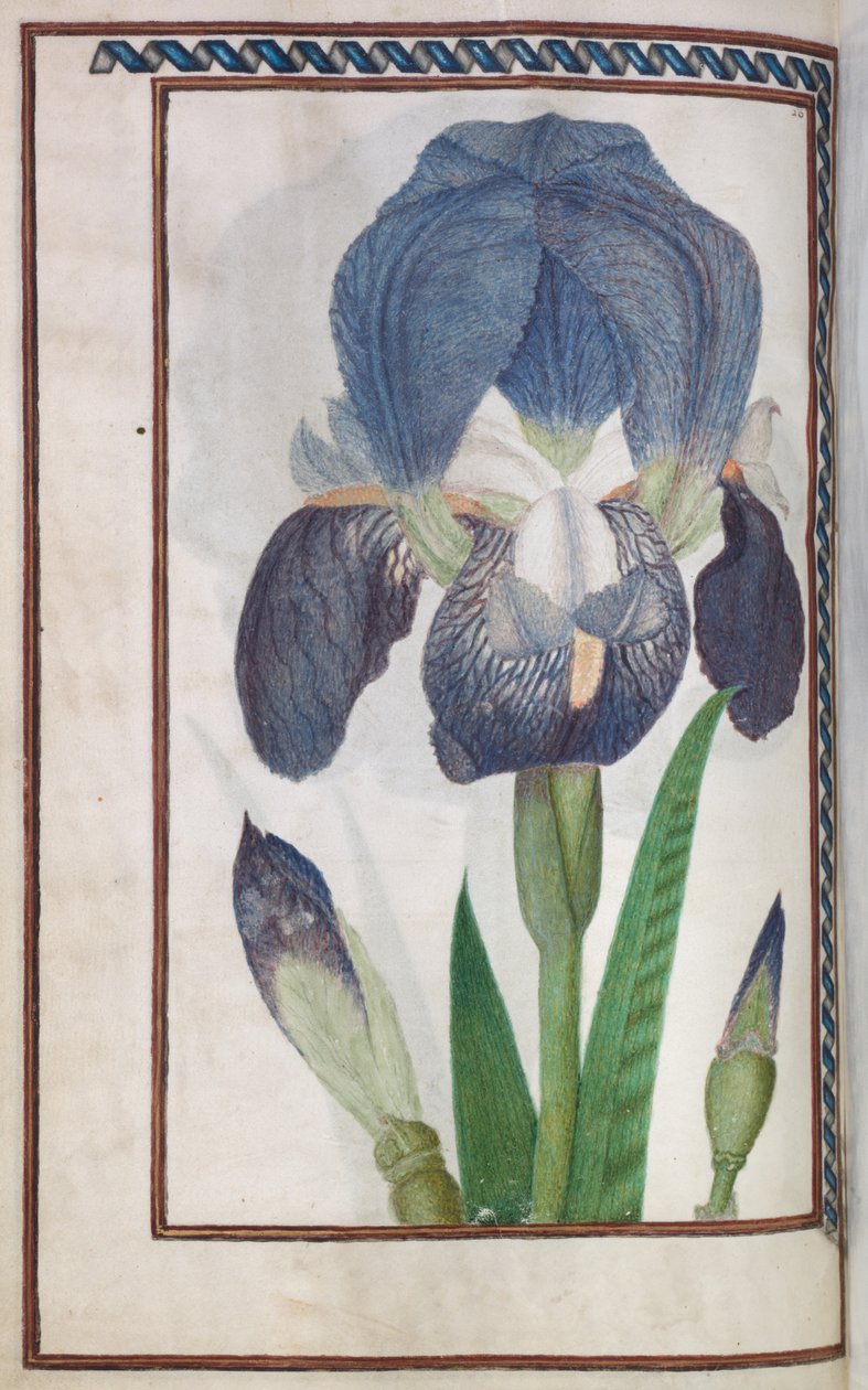 Florilegium, 1608 von Unbekannt