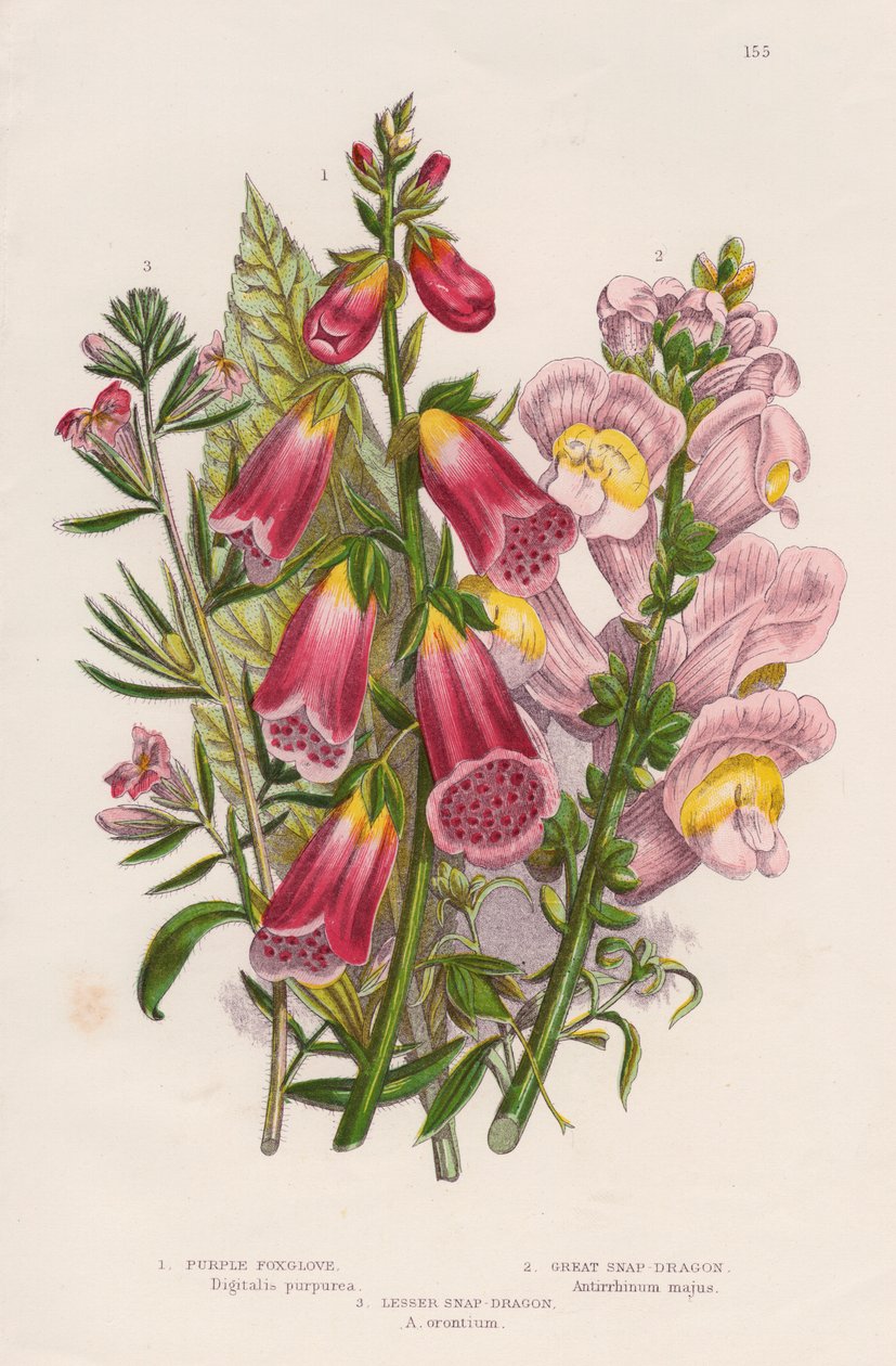 Fingerhut Digitalis purpurea Zentrum, ca. 1885 von Unbekannt