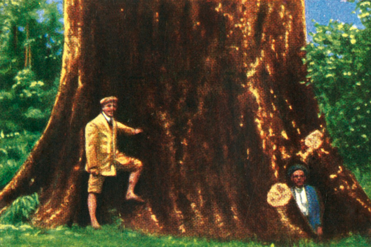 Riesiger Baum in Brasilien, um 1928 von Unbekannt