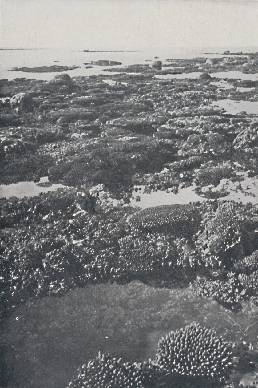 Great Barrier Reef, 1924 von Unbekannt