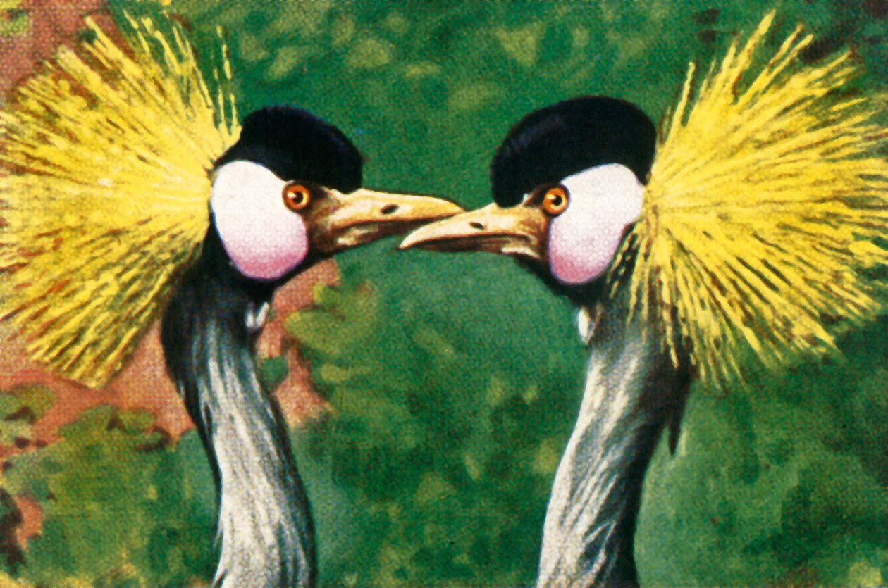 Grauhals-Kronenkraniche, ca. 1928 von Unbekannt