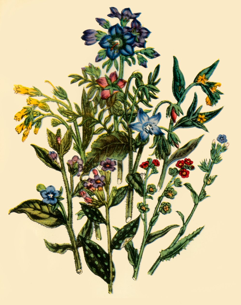 Gruppe aus der Vergissmeinnicht-Familie, 1846, 1944 von Unbekannt