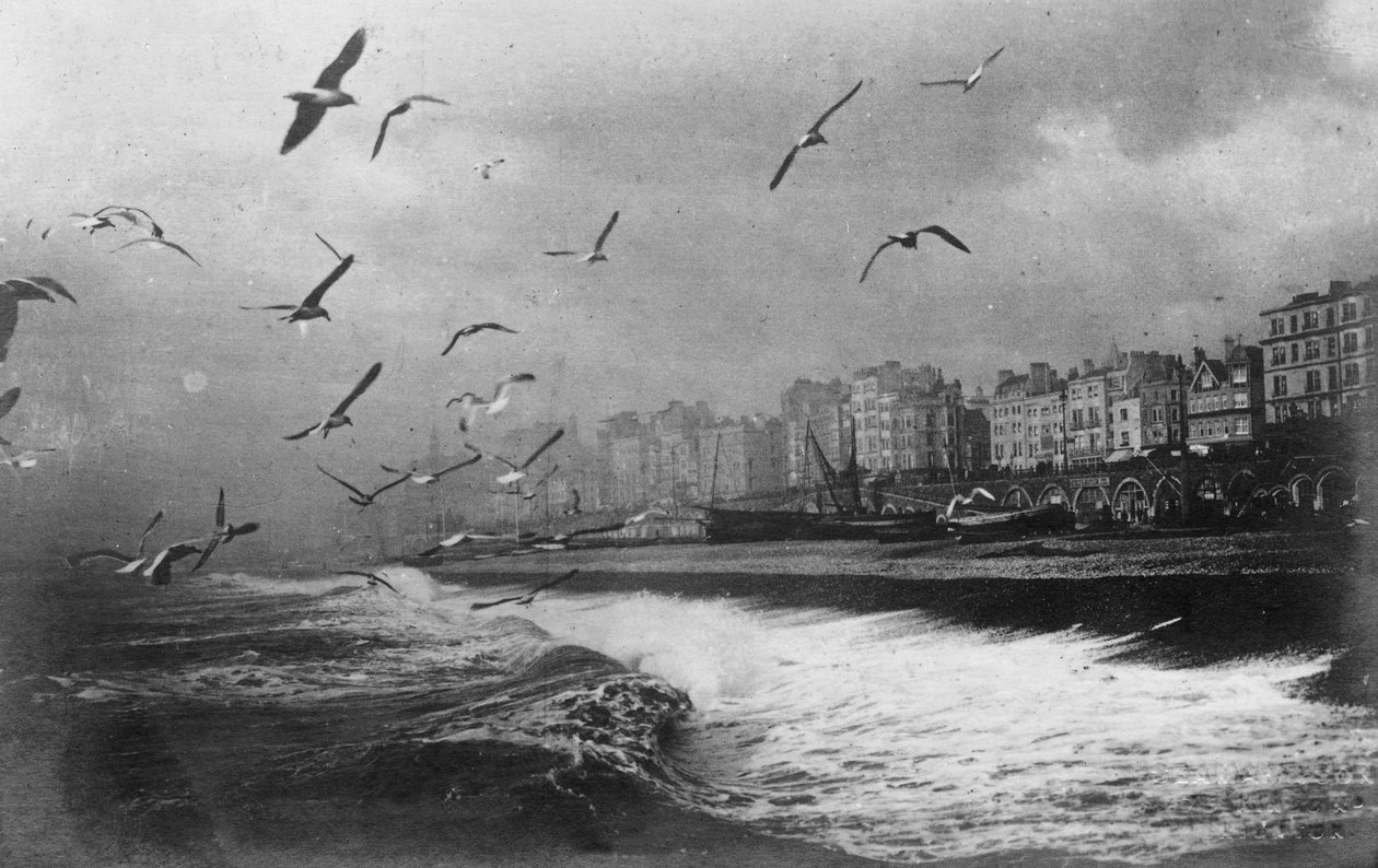 Möwen in Brighton, East Sussex von Unbekannt
