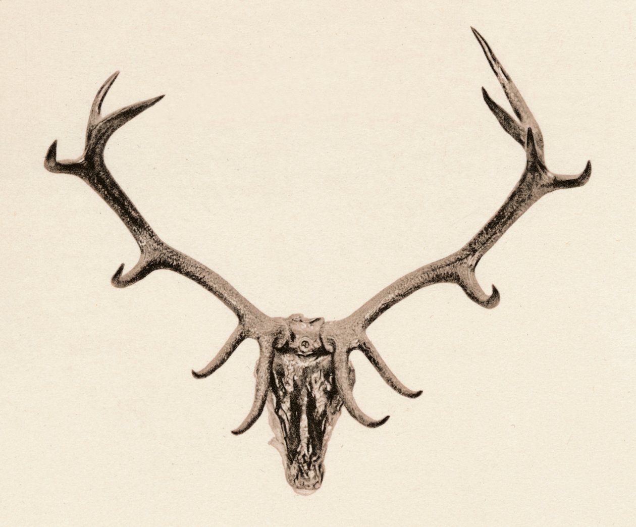 Kopf eines Hirsches, 16. Jahrhundert, 1904 von Unbekannt