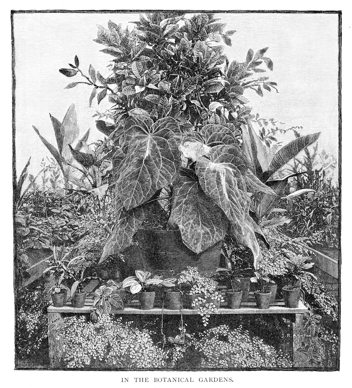Im Botanischen Garten, 1886 von Unbekannt