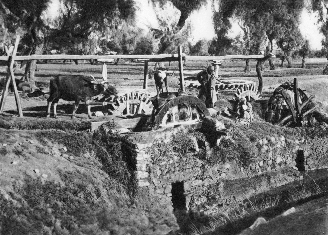 Bewässerung der Felder nahe Kairo, Ägypten von Unbekannt