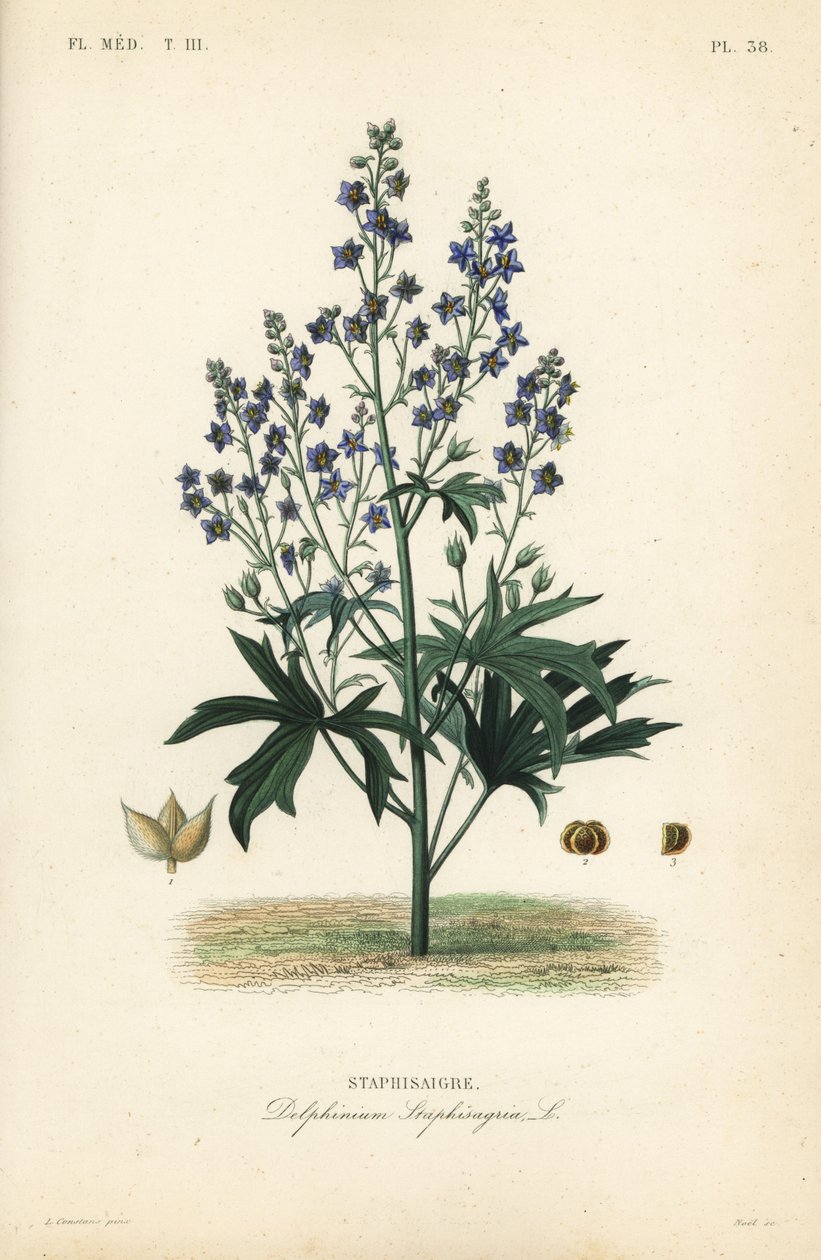 Läusekraut oder Stephanskraut, Delphinium staphisagria von Unbekannt