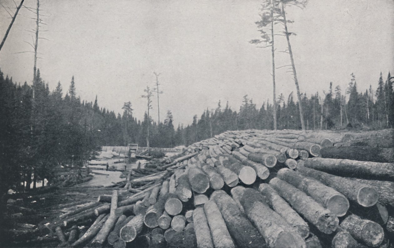 Holzfällerei, 1924 von Unbekannt