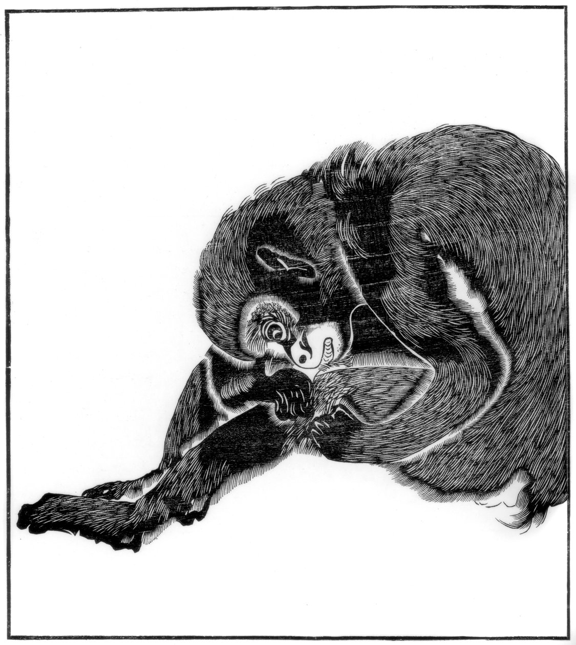 Affe, 1766 1886 von Unbekannt