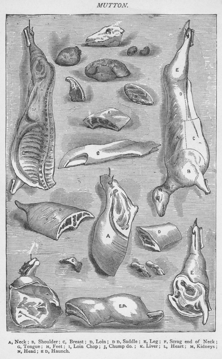Lammfleisch, 1907 von Unbekannt